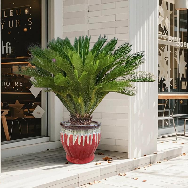 铁树盆栽公母一对门口大树特大号龙铁树客厅绿植大型室内植物苏铁