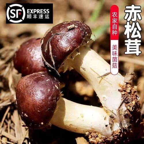 新鲜采摘赤松茸姬松茸蘑菇食用菌