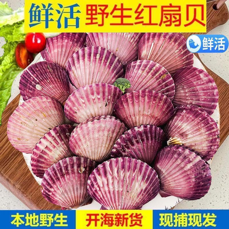 扇贝鲜活刺贝小红贝海鲜夏夷贝港湾贝夏夷贝火锅烧烤食材水产大全