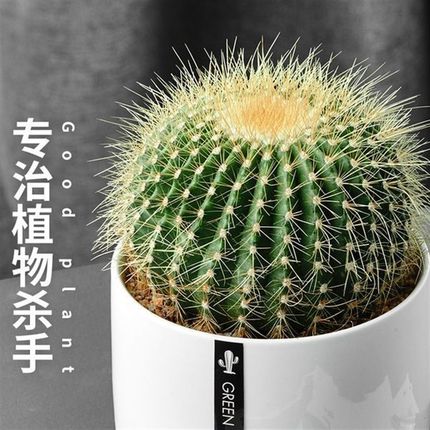 仙人球礼物盆栽室内桌面摆件小绿植可爱防辐射多肉植物好养仙人掌