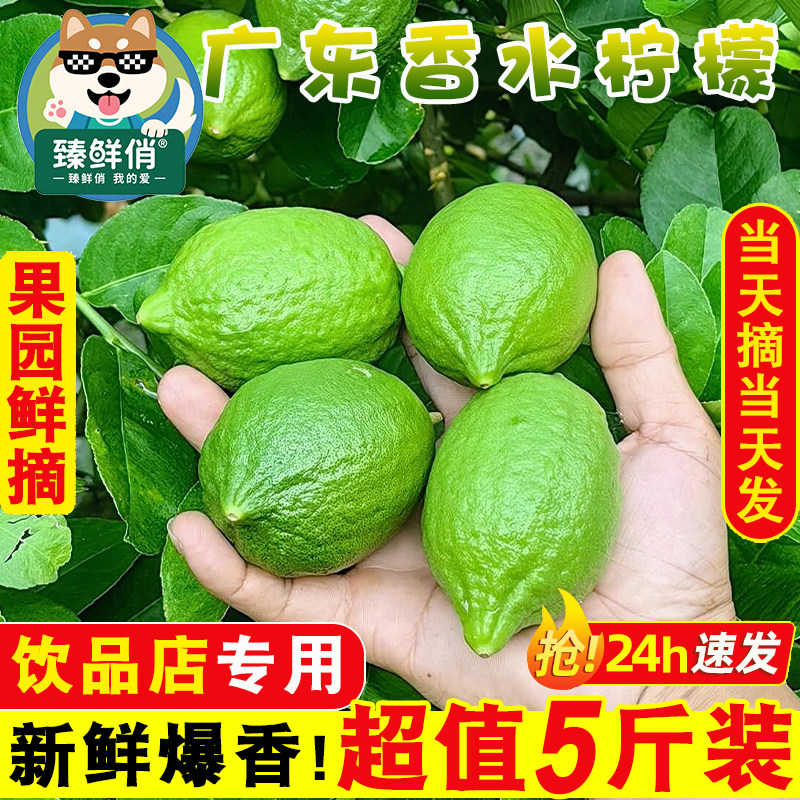 正宗广东香水柠檬新鲜现摘鲜果无籽青柠奶茶店专用皮薄一二级商用