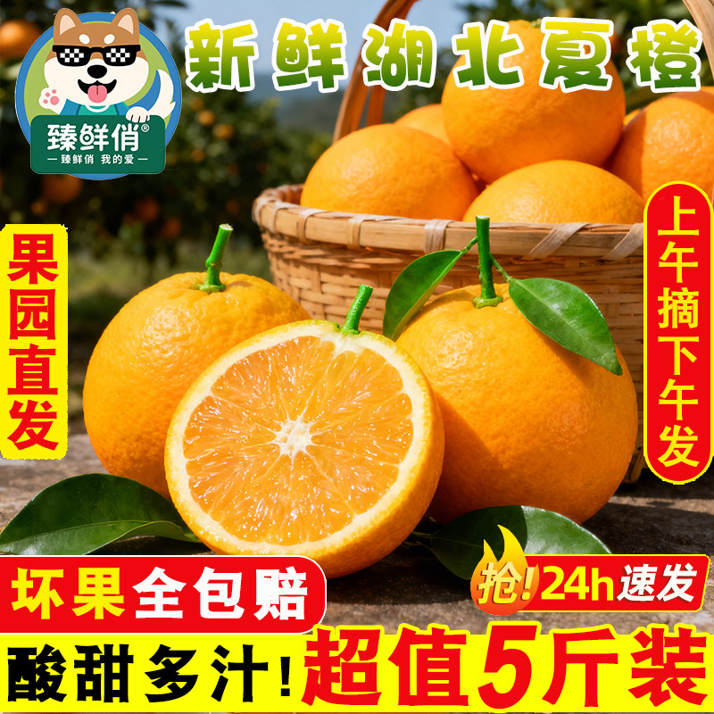 湖北夏橙新鲜现摘榨汁专用橙子大果酸甜鲜橙当季水果整箱商用批发
