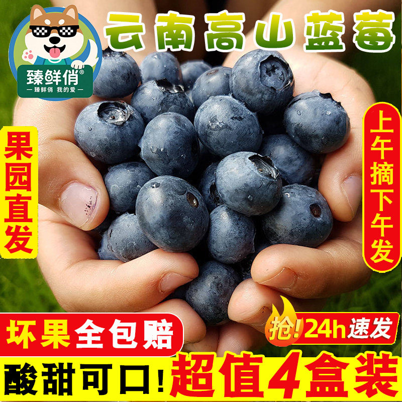 云南高山蓝莓鲜果当季产地直发新鲜高端水果超巨大无霸特大果5斤