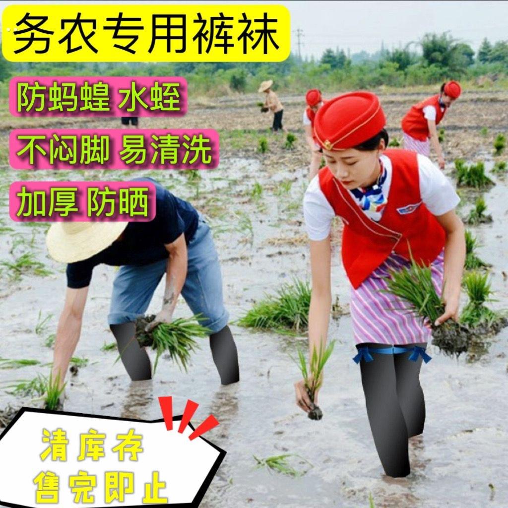 种田袜子插秧袜男水田袜种水稻插田下田脚袜厚长腰防蚂蝗长袜栽秧