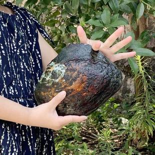 珍珠蚌活蚌自己开珍珠河蚌活蚌老蚌珍珠蚌壳自己开珍珠取珍珠