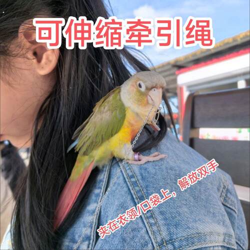 [伸缩绳可调节]松鼠鹦鹉鸟用放飞绳伸缩可调节虎皮玄凤超轻牵引绳