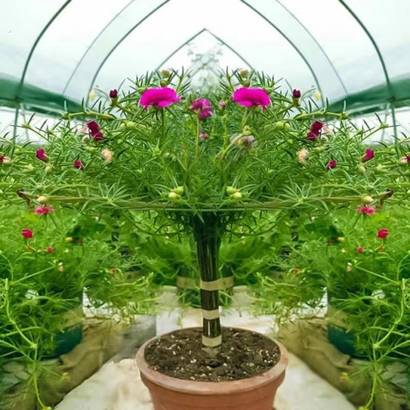 太阳花造型支架艺术造型花架棒棒糖花架蟹爪兰专用支架嫁接多层叠