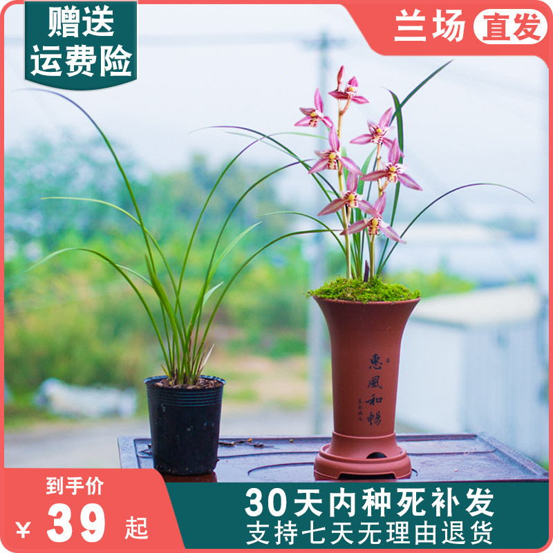 【红娘】兰花名贵盆栽兰花苗建兰带花苞四季兰国兰室内客厅兰草