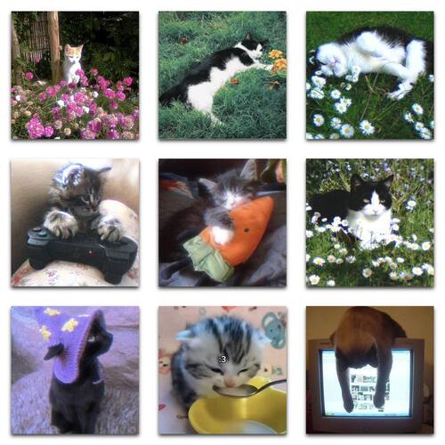 风氛围感梦核梦幻治愈猫核贴纸