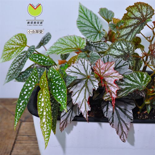 竹节秋海棠盆栽小虫草堂粉点白冰鳟鱼河豚鱼飞雪海威