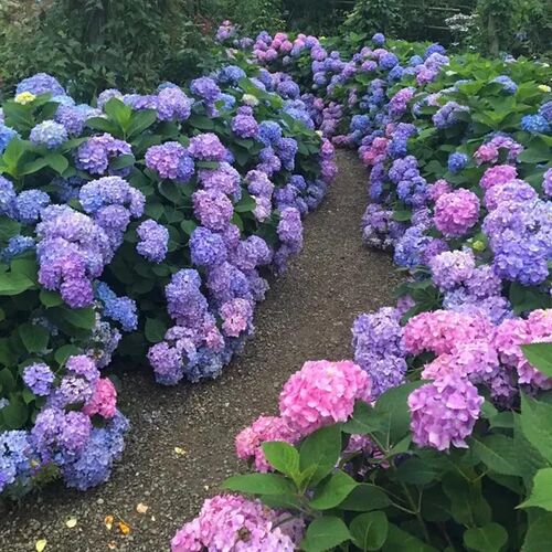 尽夏绣球花苗年老桩花绣球盆栽耐寒花园庭院地栽花好养绿植
