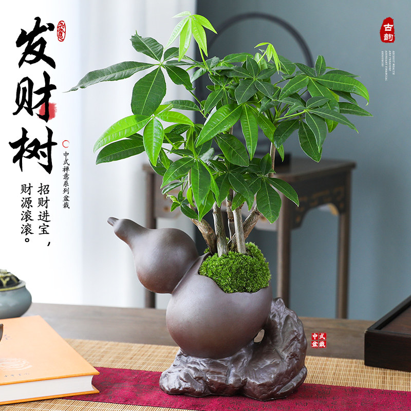 发财树小盆栽室内净化空气花卉中式招财绿植四季常青好养易活