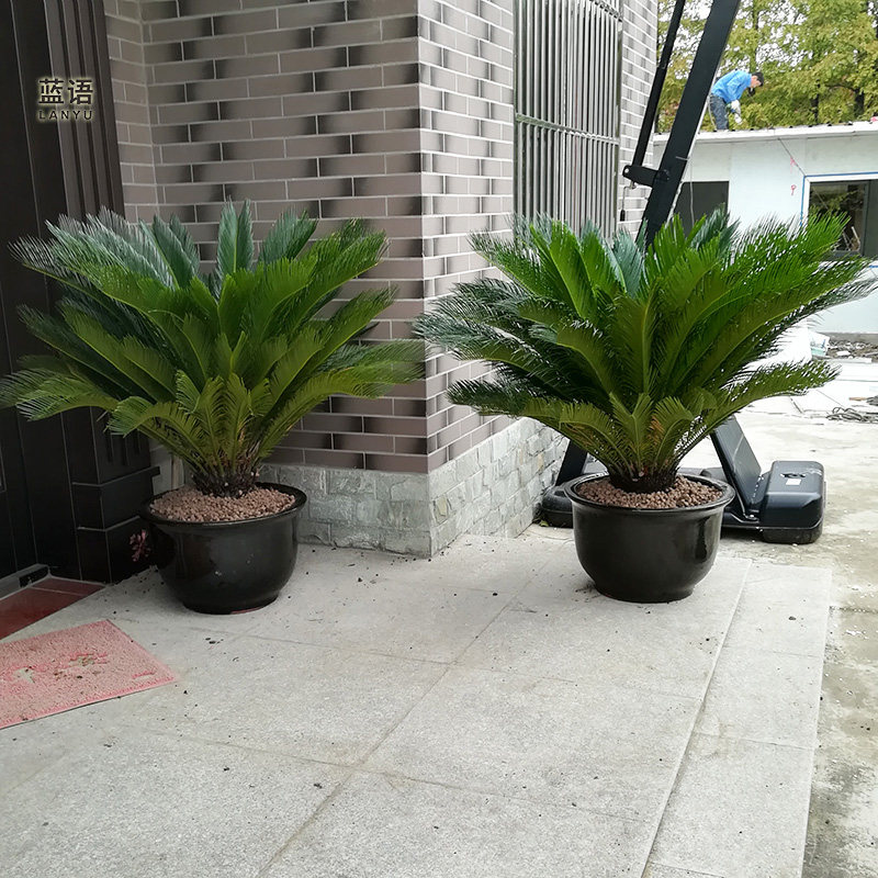 铁树盆栽型户外室外植物庭院绿植四季常青好养的观赏树耐寒耐热
