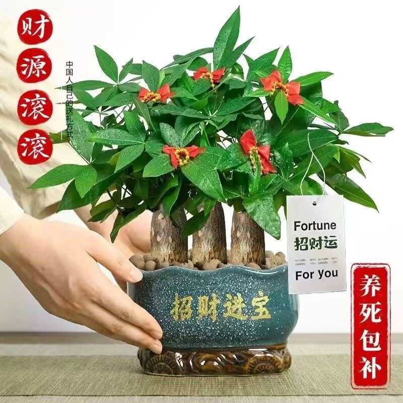 三杆发财树盆栽绿植室内旺宅植物新房除甲醛招财花卉