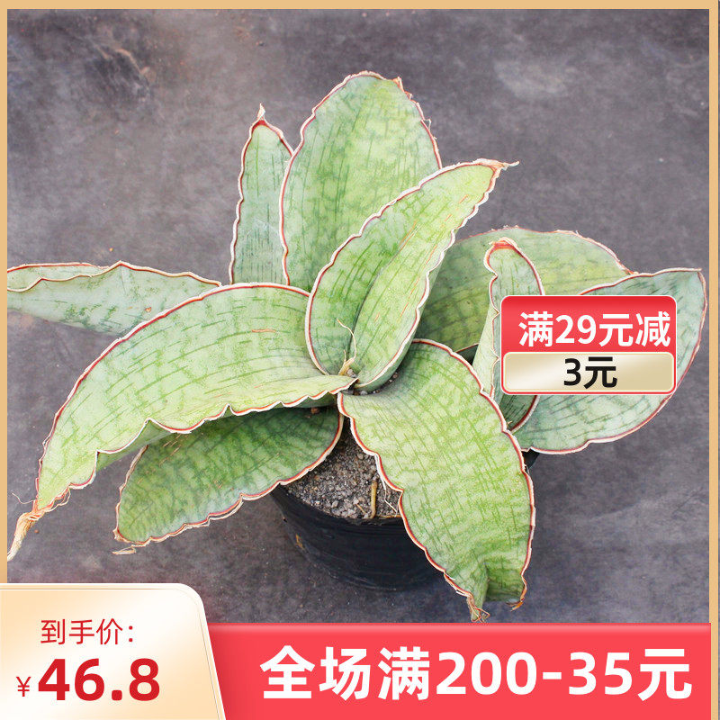 超龙翼虎皮兰 泰国端虎尾兰稀缺品种 好养辐射多肉植物