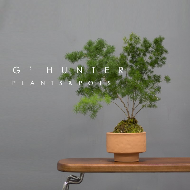 绿色捕手 苔藓球蓬莱松植物盆栽 土绿植 室内耐阴 喜湿 绣球松