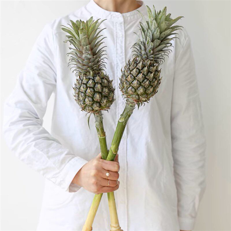 【云花甄选】黑凤梨可食用菠萝花鲜切花瓶插花情人节表白七夕