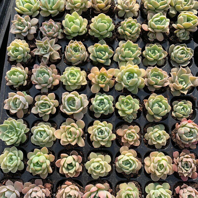 各种杂交小萌物,特惠出颗组合,冬云系月影杂杂交多肉植物