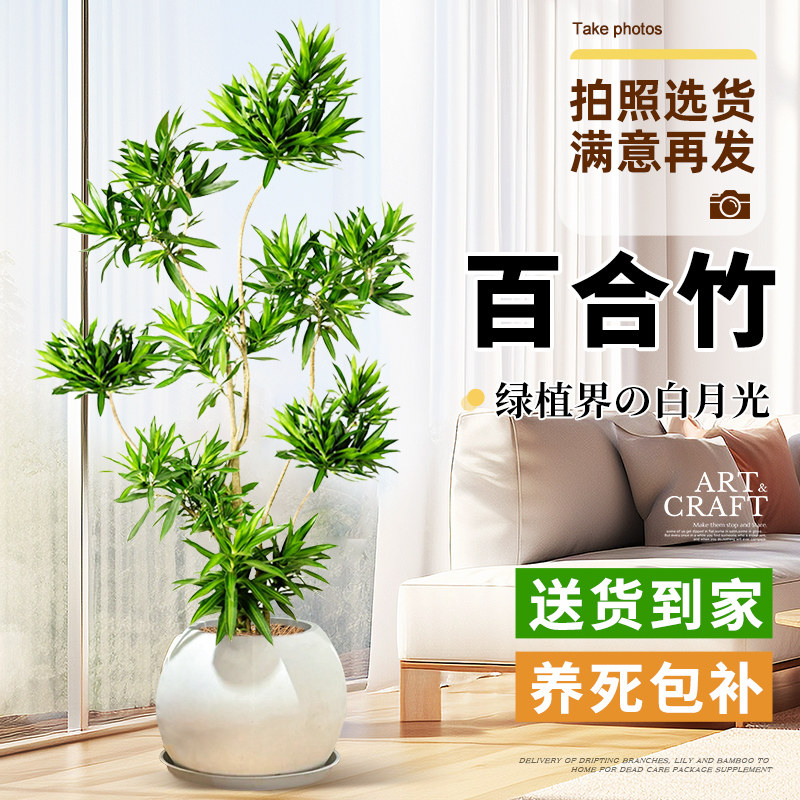 百合竹盆栽室内阳台绿植老桩造常青好养活植物
