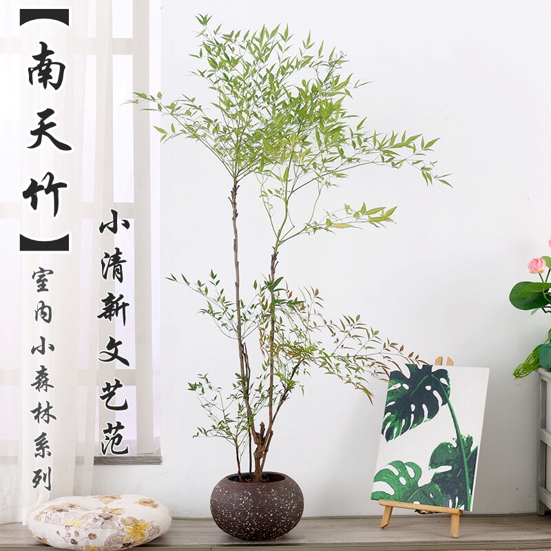 南天竹盆栽养绿植老桩盆景室内好养阳台耐寒植物树苗