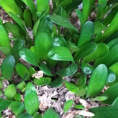 君子兰立板油匠当年开花室内美观绿植四季常青高档花卉盆栽拍一次