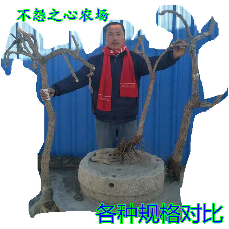 宁夏枸杞树老树桩食用采鲜果树园林绿化景观枸杞盆景树盆栽占地