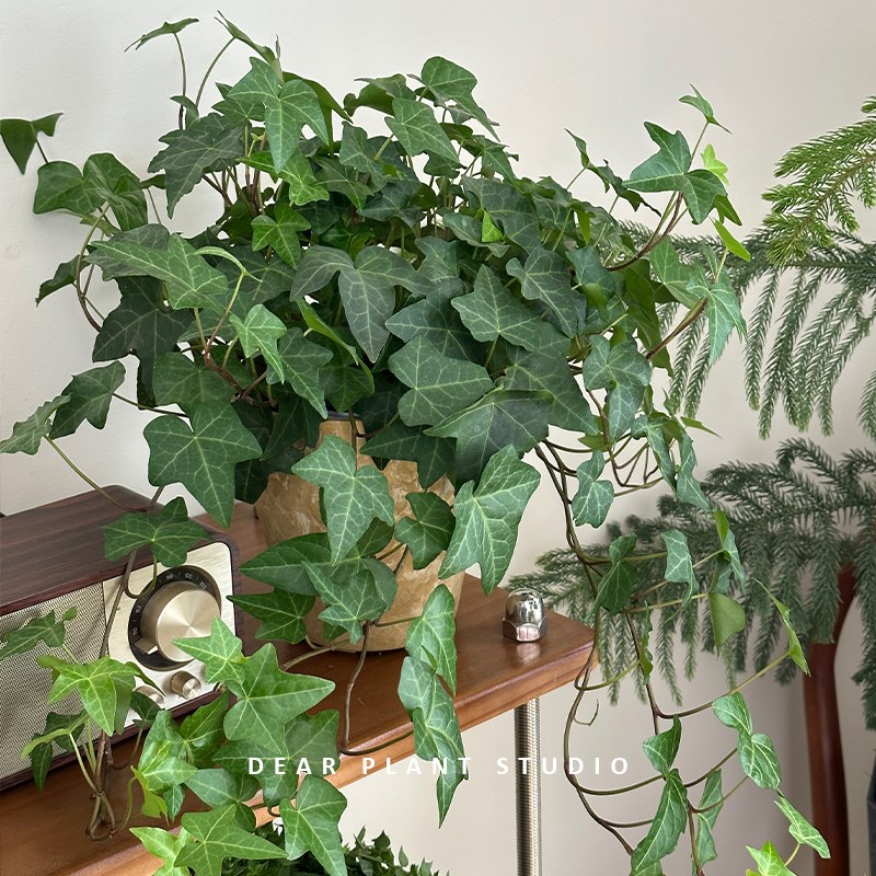 亲爱的绿植四季常春藤绿植盆栽好养护室内室净化空气吊兰爬藤
