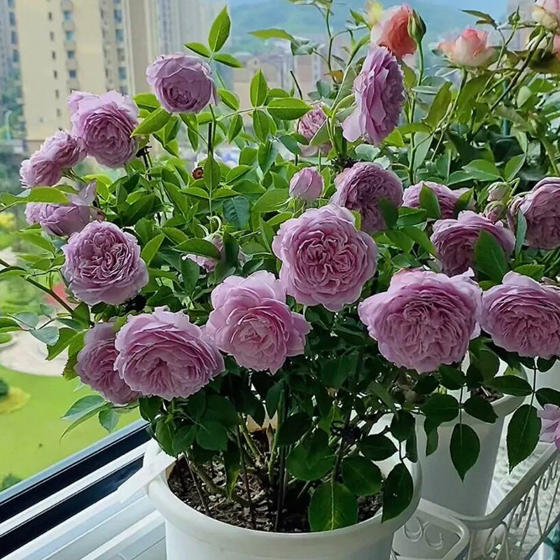 空濛月季花苗盆栽灌木浓香花四季勤开蓝紫色玫瑰花卉耐晒耐热