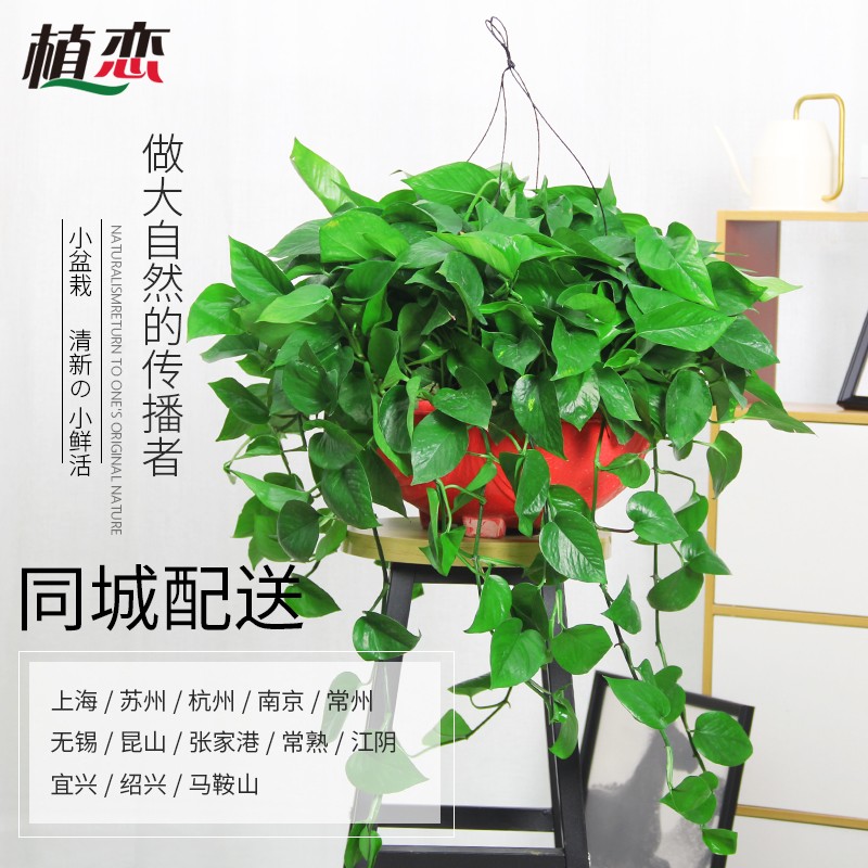 绿萝盆栽 绿萝绿植花卉室内植物新房入住去甲醛 净化空气