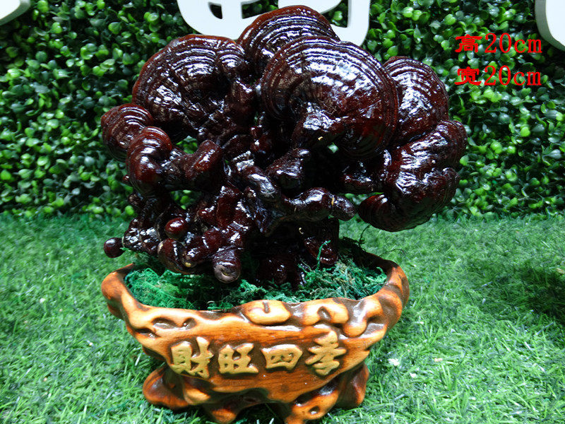 灵芝盆景盆栽桌观赏食用干花小礼品含盆发