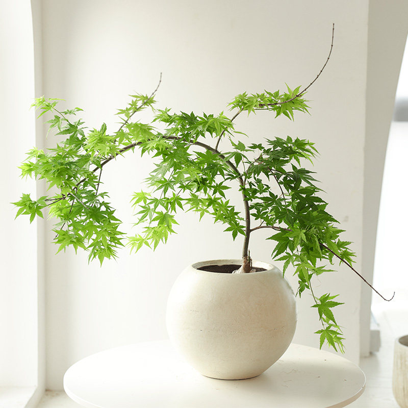 黄金流泉枫盆栽落地植物落地观叶绿植室内室书房盆景
