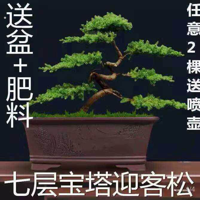 迎客松盆景真树罗汉松盆景真树四季青植物松柏盆景地柏盆景室内外