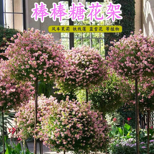 棒棒糖花架爬藤架风车茉莉蓝雪花球形园艺造型花盆支架植物架