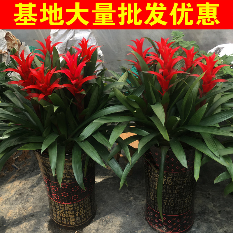鸿运当头盆栽土培红星凤梨花红花卉植物室内绿植招财花