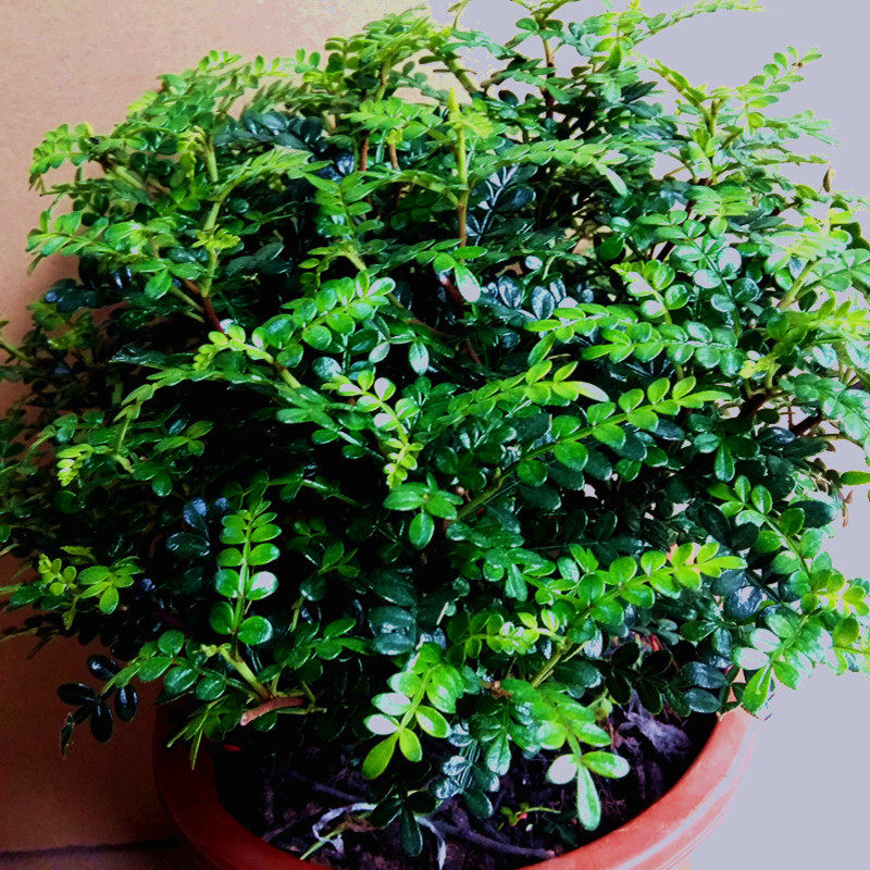 清香木盆栽胡辣木盆景驱蚊草植物室内常青绿植