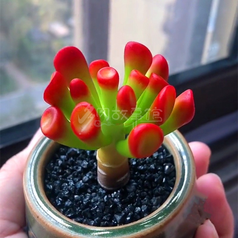 多肉植物吸财树老桩 发财树阳台庭院露养盆栽基地直发庭院花卉
