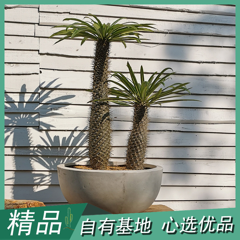 非洲霸王树棒棰树多肉植物室内净化空气盆栽植物造景非仿真