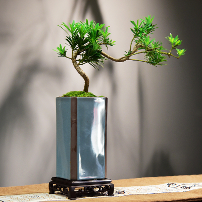 罗汉松临飘枝盆栽室绿植装饰植物室内好养
