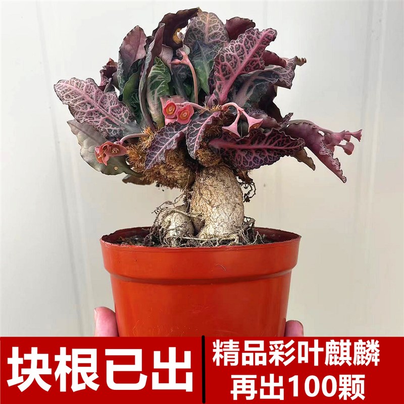 彩叶麒麟块根植物盆栽室内花卉仙人球开花仙人掌观叶多肉绿植