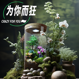 丘辰苔藓微景观生态瓶室内绿植Y造景观小植物盆栽