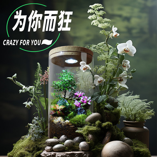 丘辰苔藓微景观生态瓶室内绿植Y造景观小植物盆栽