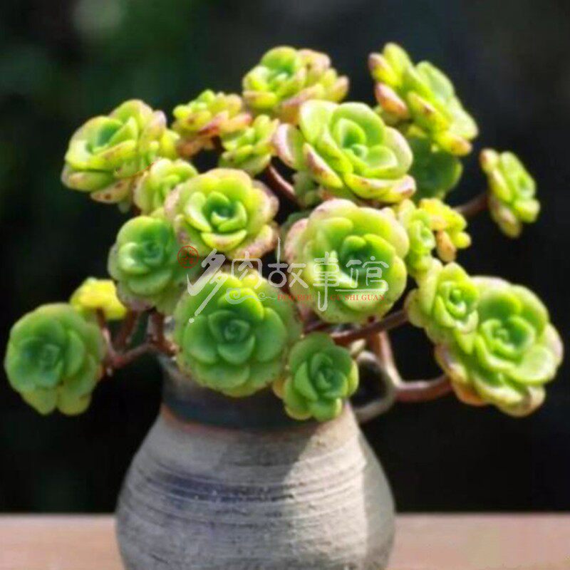 多肉植物百合莉莉 大老桩云南发套餐豪华玉露花卉盆栽红宝石绿