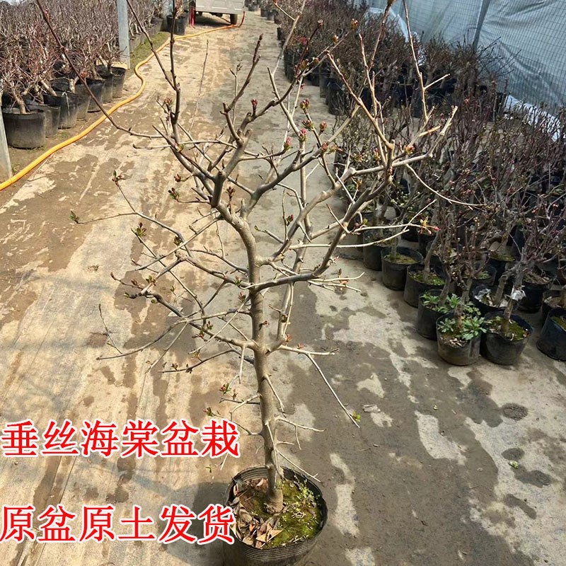 垂丝海棠花树苗盆栽地栽嫁接杆苗原盆土花苞发货好养耐寒