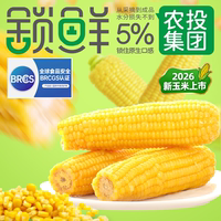 2026年头茬新玉米正宗东北甜玉米黄糯玉米新鲜软糯香甜粘苞米大棒