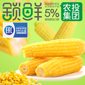农投集团！欧盟认证！正经东北黄/白糯玉米8棒！
