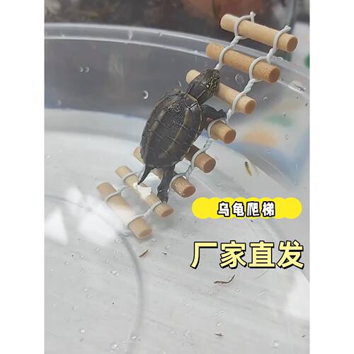 巴西海龟产卵晒平台爬梯