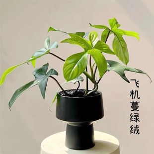 飞机蔓绿绒佛罗里达美人幽灵室内盆栽好养趣味爬藤净化空气植物