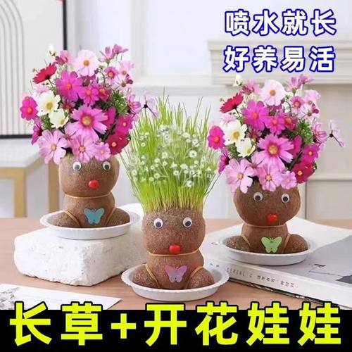草头娃娃可爱小盆栽头上长草小植物浇水长草娃娃绿植儿童观察生长