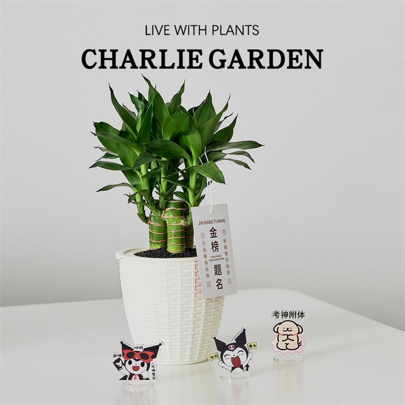 文昌竹水养4支高考金榜题名书桌水培植物带根节节高绿植盆栽摆件