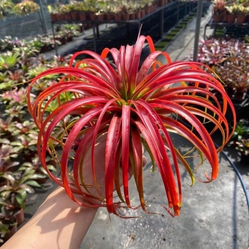 不梨不弃空气凤梨 超级贝可利 无土植物办公室内花卉盆栽阳台绿植